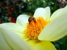 Honey Bee, OEBD01_005