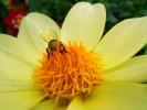 Honey Bee, OEBD01_006