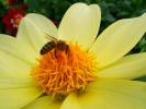 Honey Bee, OEBD01_007