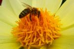 Honey Bee, OEBD01_007B