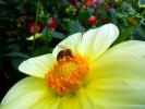 Honey Bee, OEBD01_009