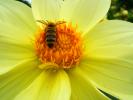 Honey Bee, OEBD01_011