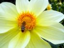 Honey Bee, OEBD01_012