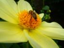 Honey Bee, OEBD01_014