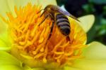 Honey Bee, OEBD01_014B