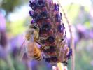 Honey Bee, OEBD01_017