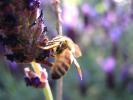 Honey Bee, OEBD01_018