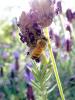 Honey Bee, OEBD01_019