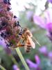 Honey Bee, OEBD01_020