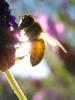 Honey Bee, OEBD01_021