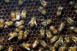 Honey Bees, Honeycomb, OEBD01_027