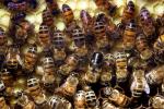 Honey Bees, Honeycomb