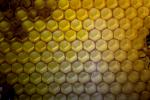 Honey Bees, Honeycomb, OEBD01_029