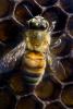 Honey Bees, OEBD01_031