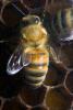 Honey Bees, OEBD01_032