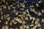 Honey Bees, OEBD01_033