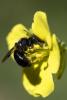 Bumblebee, OEBD01_046