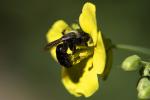 Bumblebee, OEBD01_047