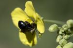 Bumblebee, OEBD01_048