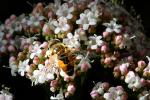 Honey Bee, OEBD01_054