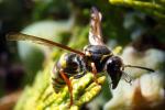 Hornet, Sonoma County, Two-Rock, OEBD01_074
