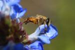Honey Bee on a flower, OEBD01_083