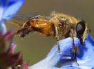 Honey Bee on a flower, OEBD01_083B