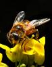 Honey Bee on a flower, OEBD01_086