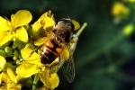 Honey Bee on a flower, OEBD01_087