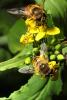 Honey Bee on a flower, OEBD01_088