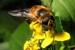 Honey Bee on a flower, OEBD01_089