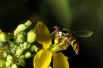 Bee on a flower, OEBD01_090