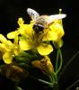 Honey Bee on a flower, OEBD01_091