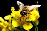 Honey Bee on a flower, OEBD01_092