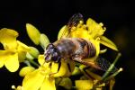 Honey Bee on a flower, OEBD01_093