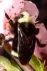 Bumblebee, Apple Blossom flower, OEBD01_098