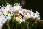 Bee on a flower, OEBD01_100