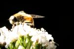 Bee on a flower, OEBD01_101
