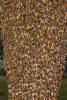 Hanging Bee Colony, OEBD01_111