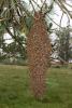 Hanging Bee Colony, OEBD01_112