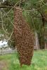 Hanging Bee Colony, OEBD01_118