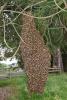 Hanging Bee Colony