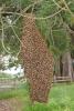 Hanging Bee Colony, OEBD01_120