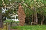 Hanging Bee Colony, OEBD01_123