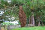 Hanging Bee Colony, OEBD01_124