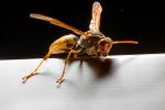 Wasp, eyes, wings, OEBD01_129