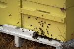 Bee Keeper Hives, OEBD01_146