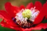 Poppy Flower, the garden at Esalen Institute, Big Sur, California, OEBV01P01_03.0889