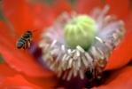 Honey Bee, Poppy Flower, the garden at Esalen Institute, Big Sur, California