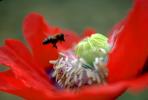 Honey Bee, Poppy Flower, the garden at Esalen Institute, Big Sur, California, OEBV01P01_06